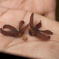 Berrya cordifolia (Willd.) Burret